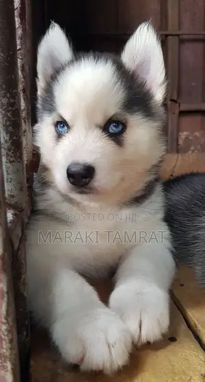 Photo - 1-3 months Male Purebred Siberian Husky