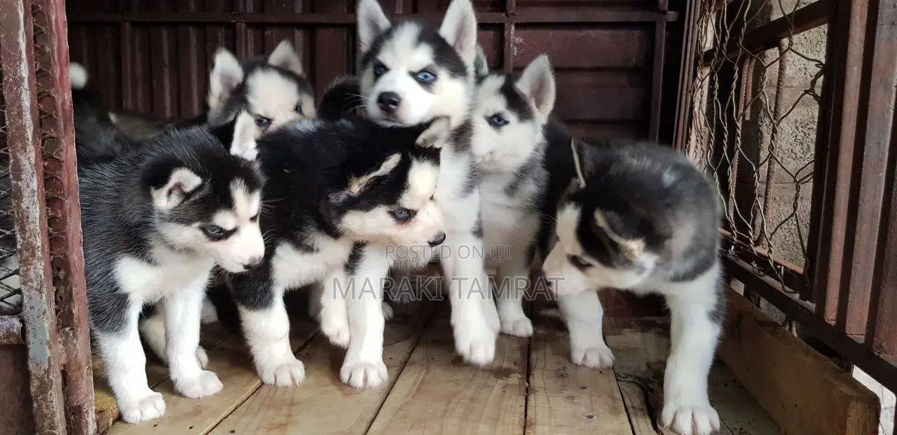 1-3 months Male Purebred Siberian Husky