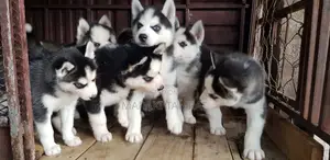 Photo - 1-3 months Male Purebred Siberian Husky