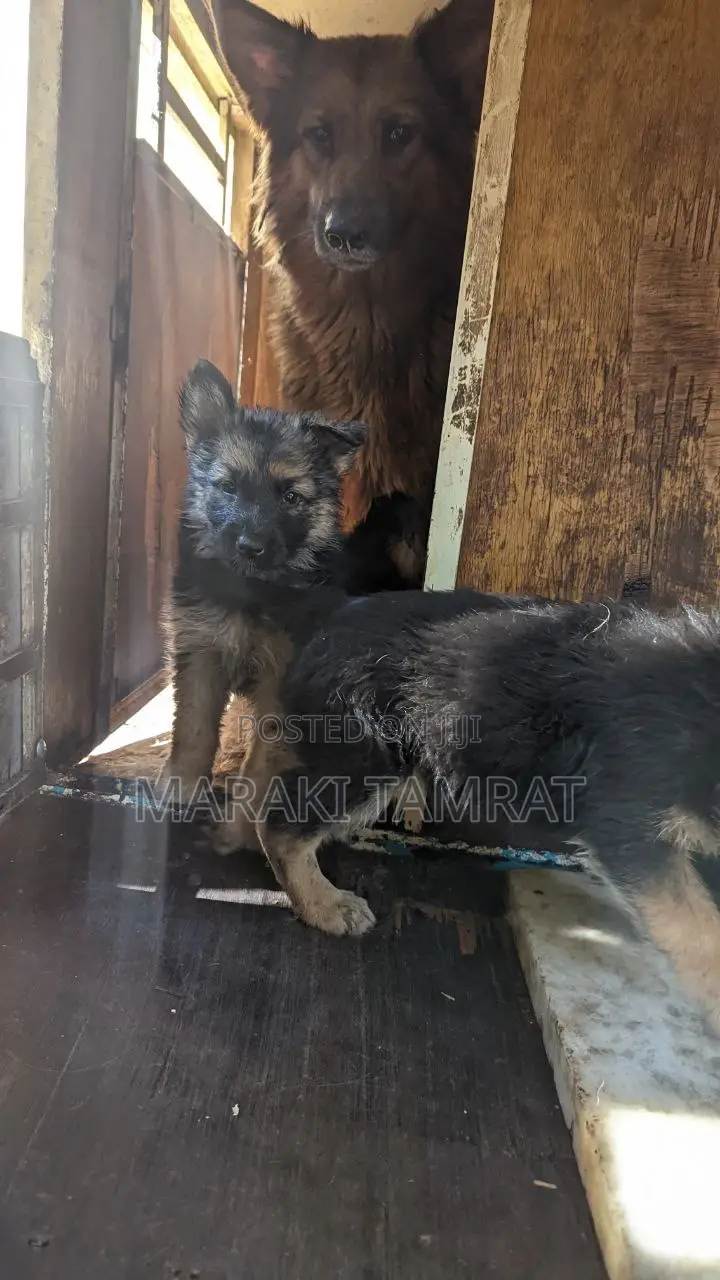 1-3 months Male Purebred German Shepherd