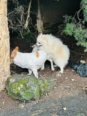 Photo - 1-3 months Male Mixed Breed Pomeranian