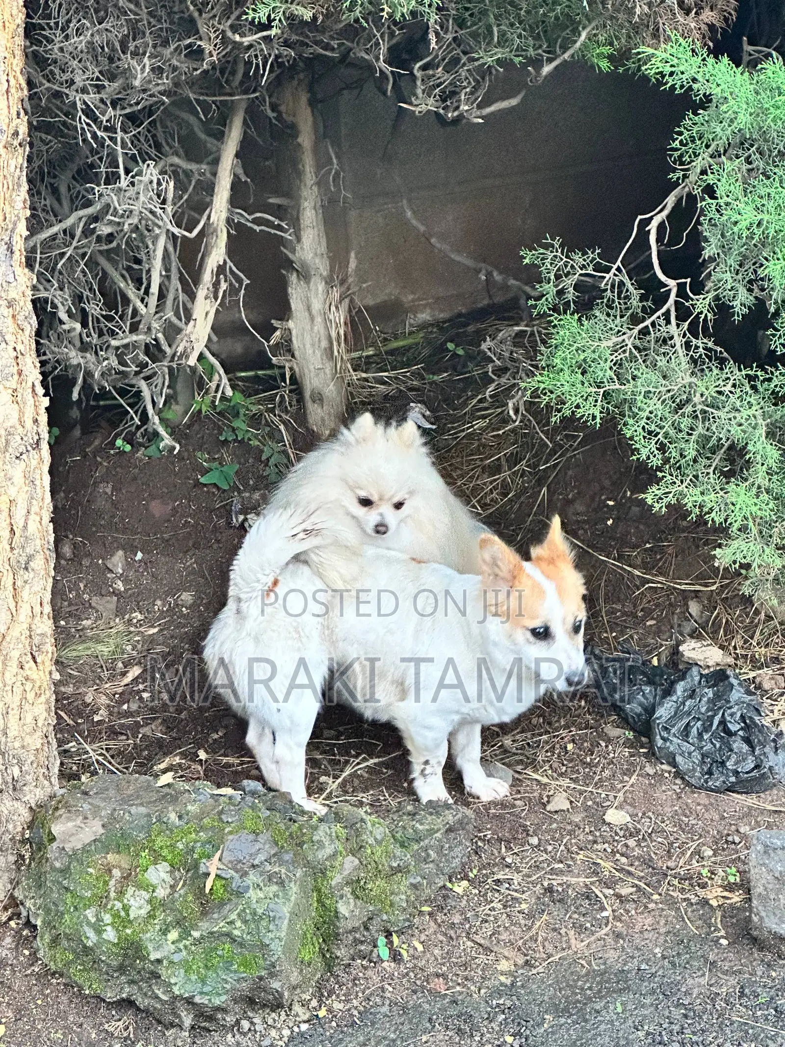 1-3 months Male Mixed Breed Pomeranian