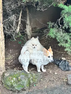 Photo - 1-3 months Male Mixed Breed Pomeranian