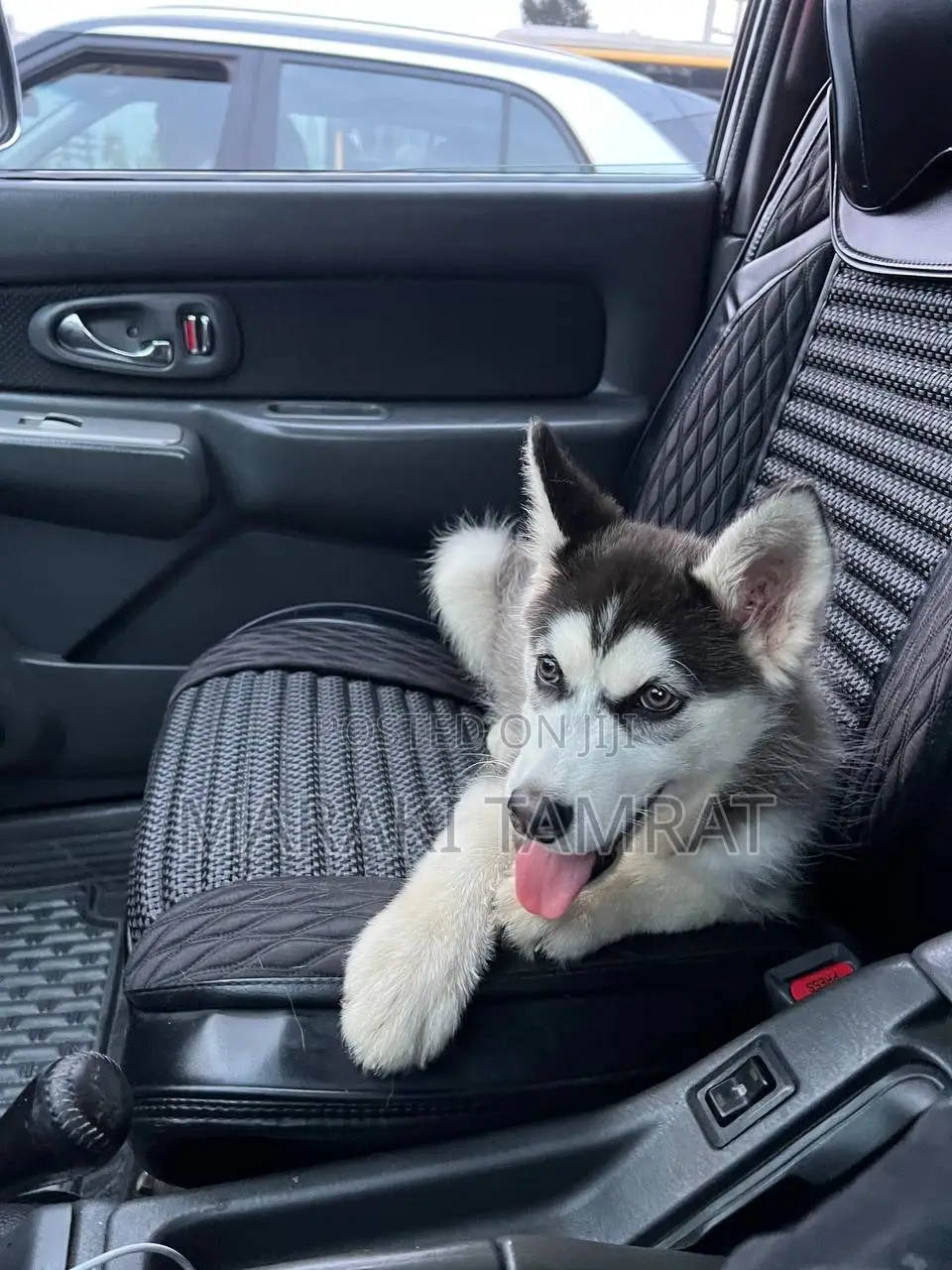 3-6 months Male Purebred Siberian Husky