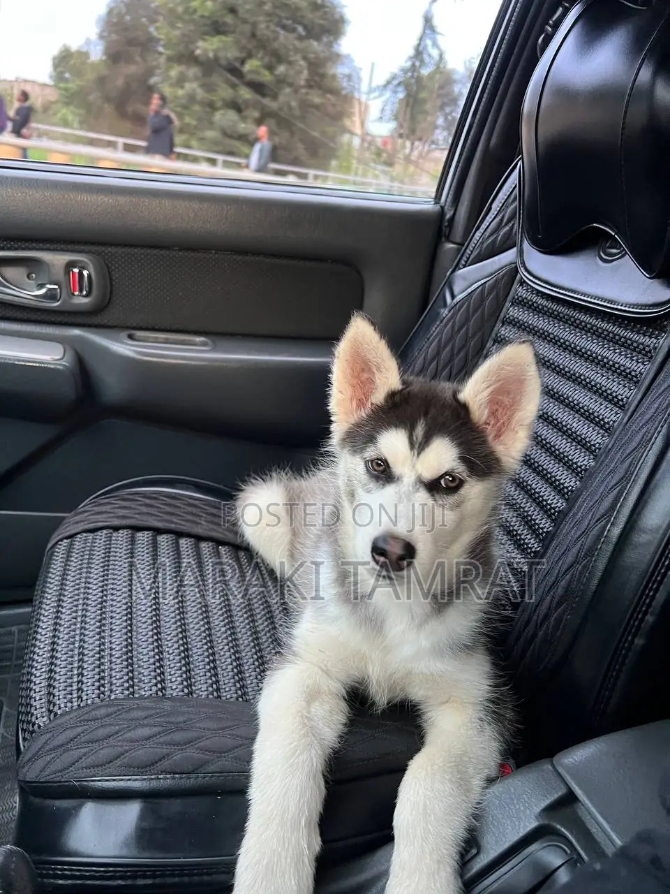3-6 months Male Purebred Siberian Husky