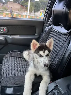 3-6 months Male Purebred Siberian Husky