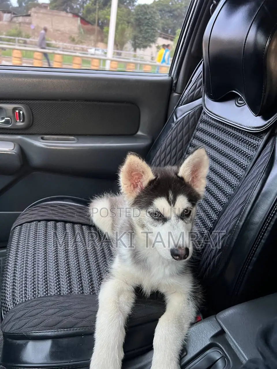 3-6 months Male Purebred Siberian Husky