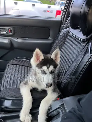 3-6 months Male Purebred Siberian Husky