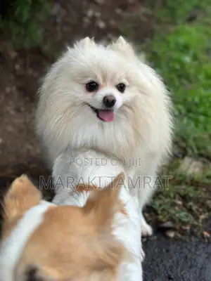 Photo - 1-3 months Male Mixed Breed Pomeranian