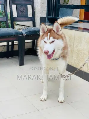 Photo - 6-12 months Male Purebred Siberian Husky