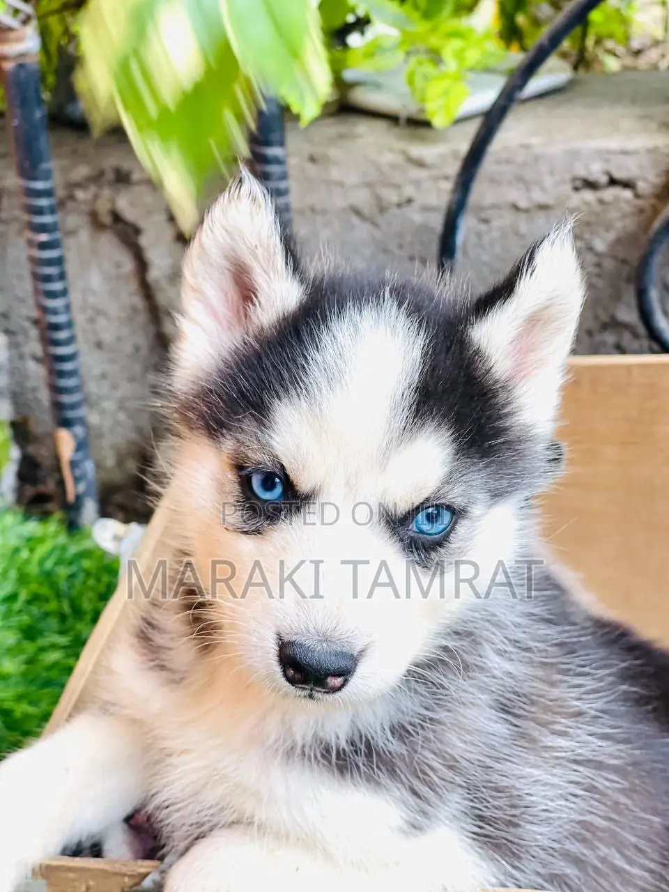 0-1 month Male Purebred Siberian Husky
