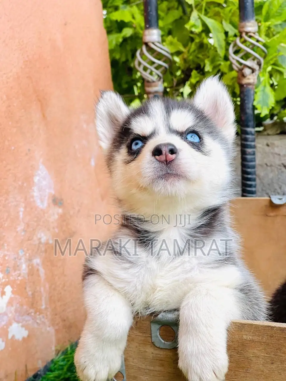 1-3 months Male Purebred Siberian Husky