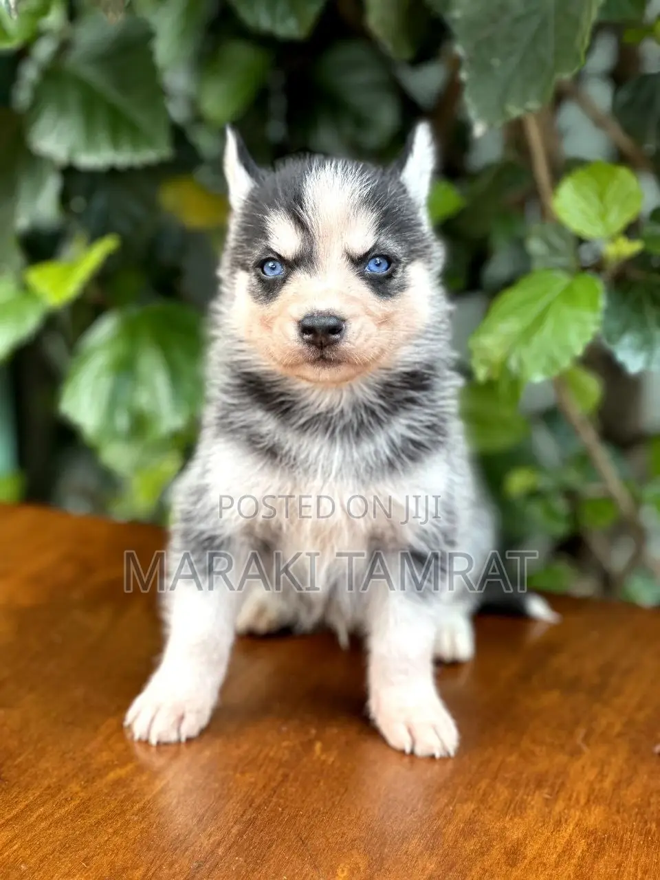 1-3 months Male Purebred Siberian Husky