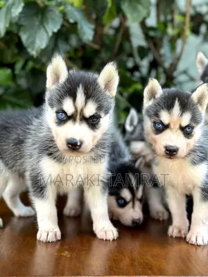 Photo - 1-3 months Male Purebred Siberian Husky