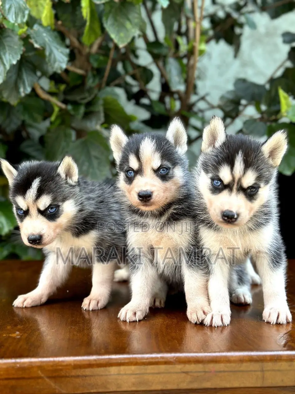 1-3 months Male Purebred Siberian Husky