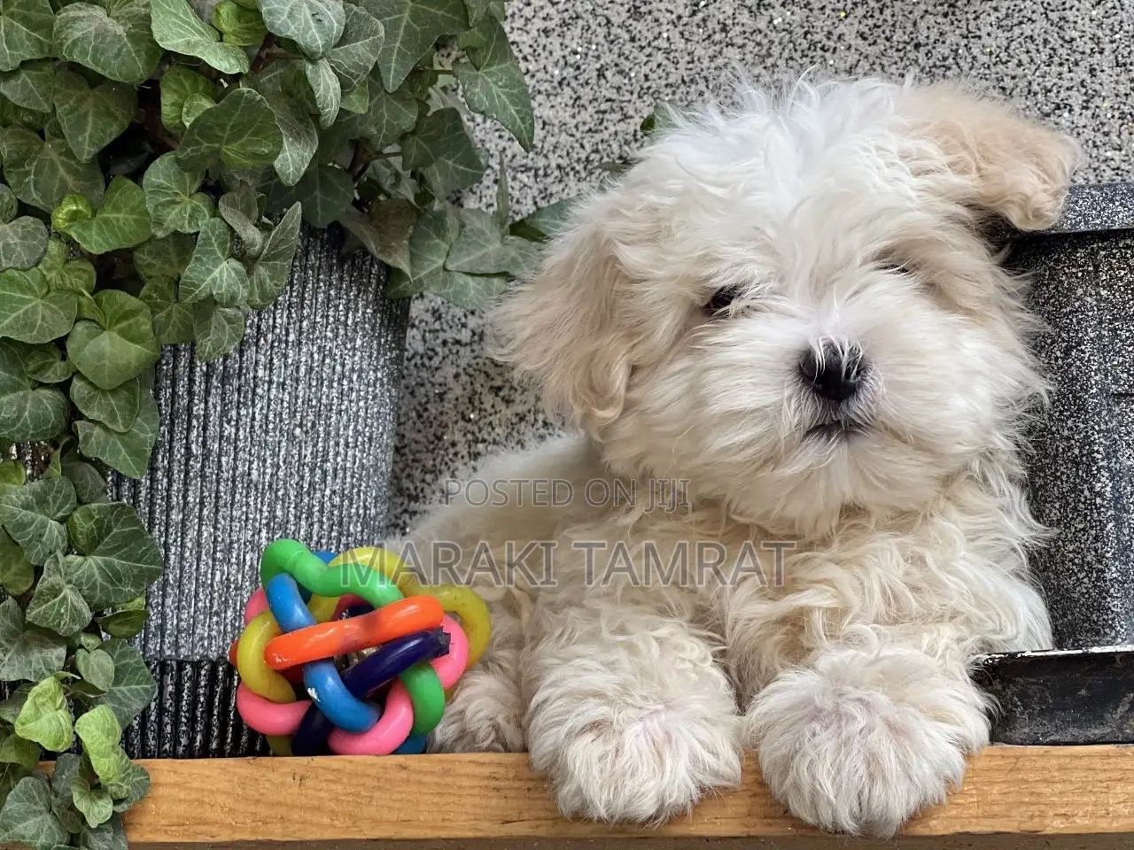 1-3 months Male Purebred Maltese