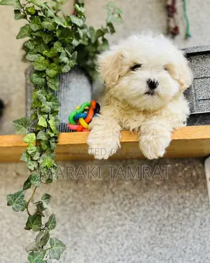 Photo - 1-3 months Male Purebred Maltese