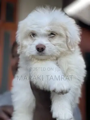 Photo - 1-3 months Male Purebred Maltese