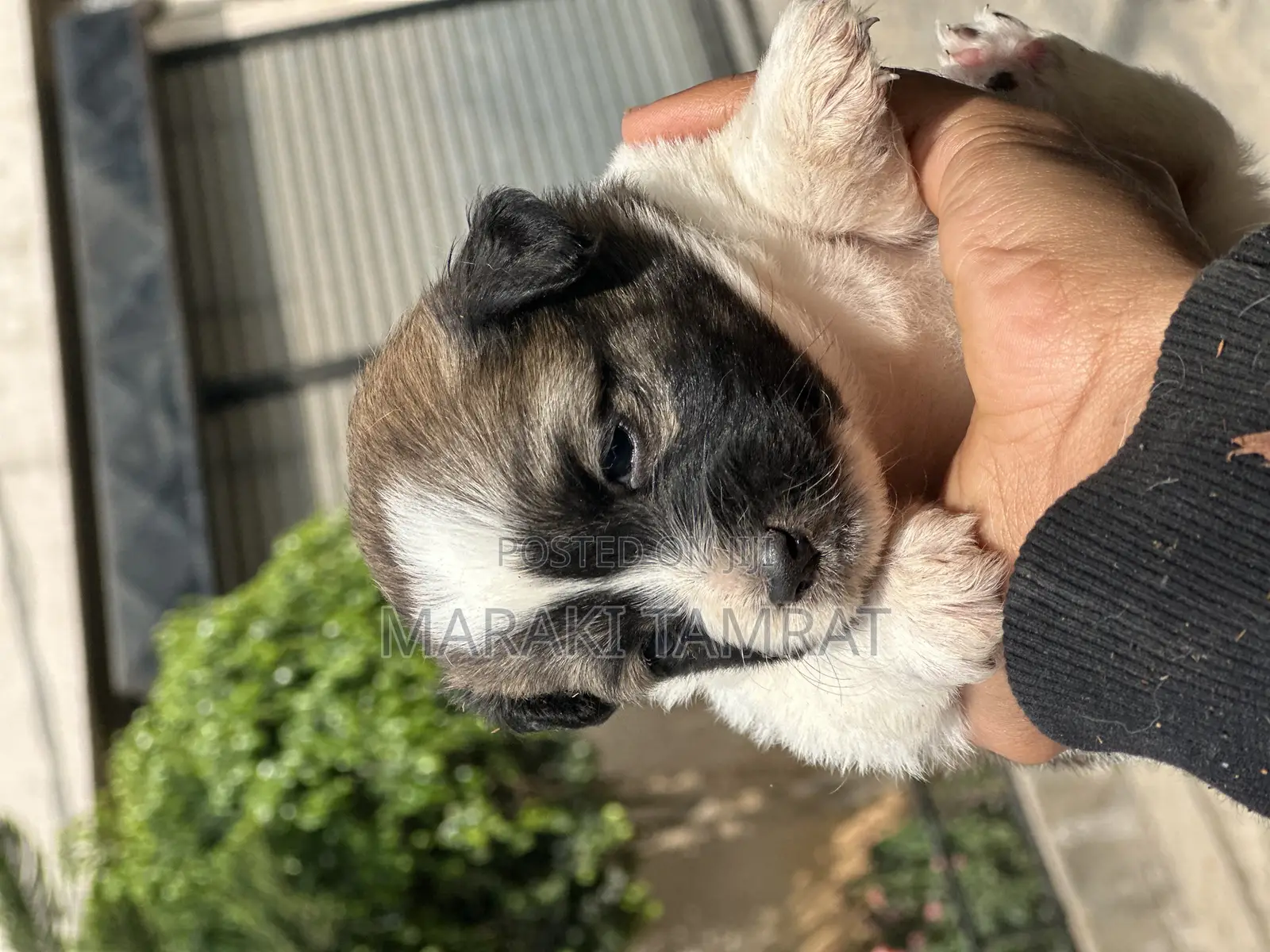 1-3 months Female Purebred Maltese