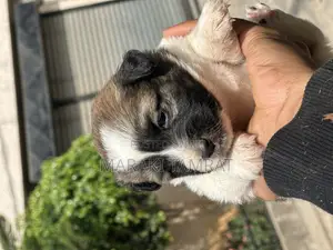 Photo - 1-3 months Female Purebred Maltese