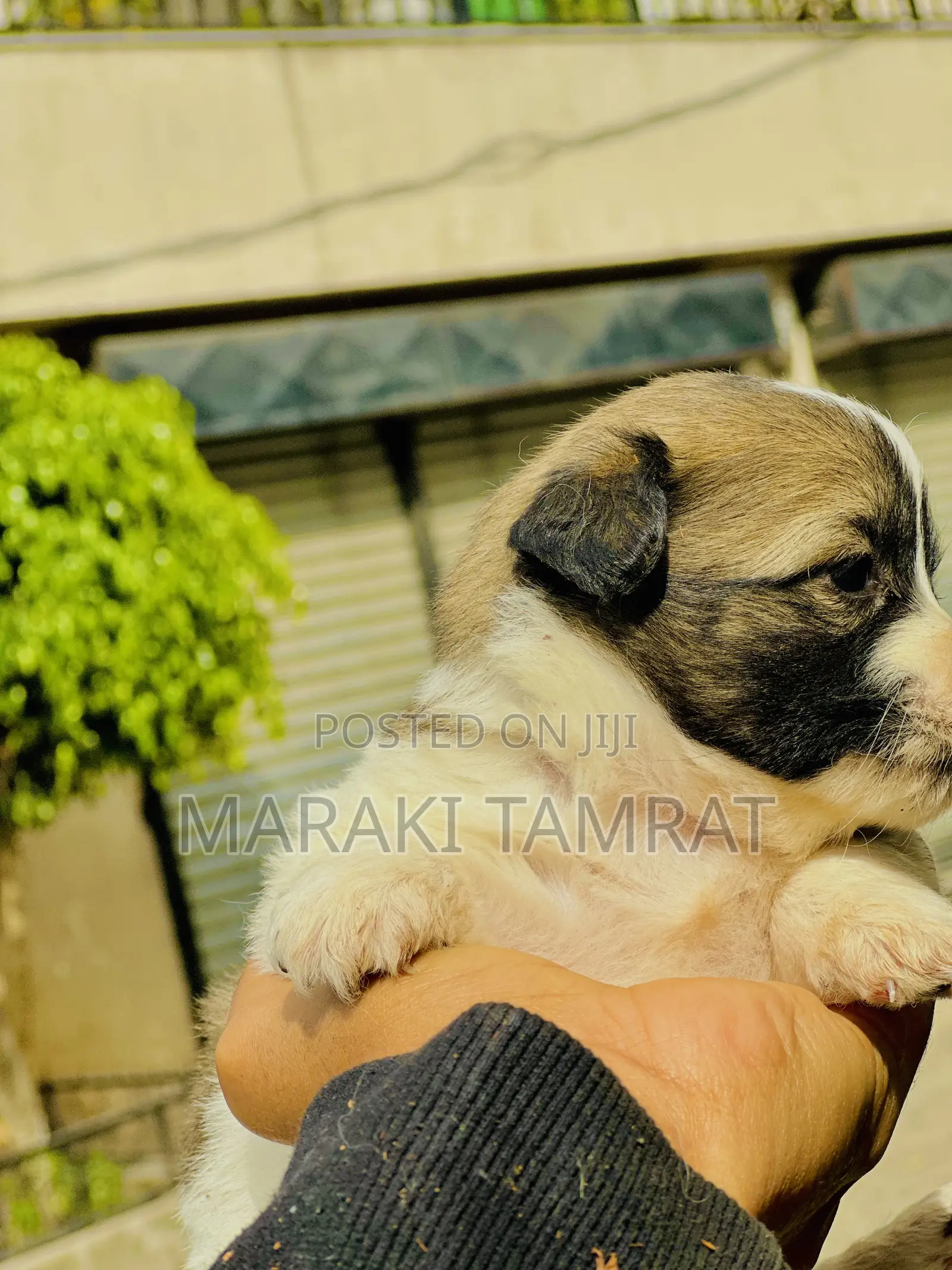1-3 months Male Purebred Maltese