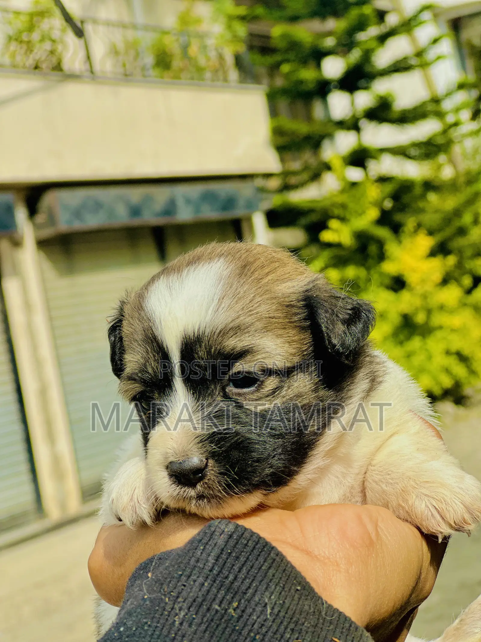1-3 months Male Purebred Maltese