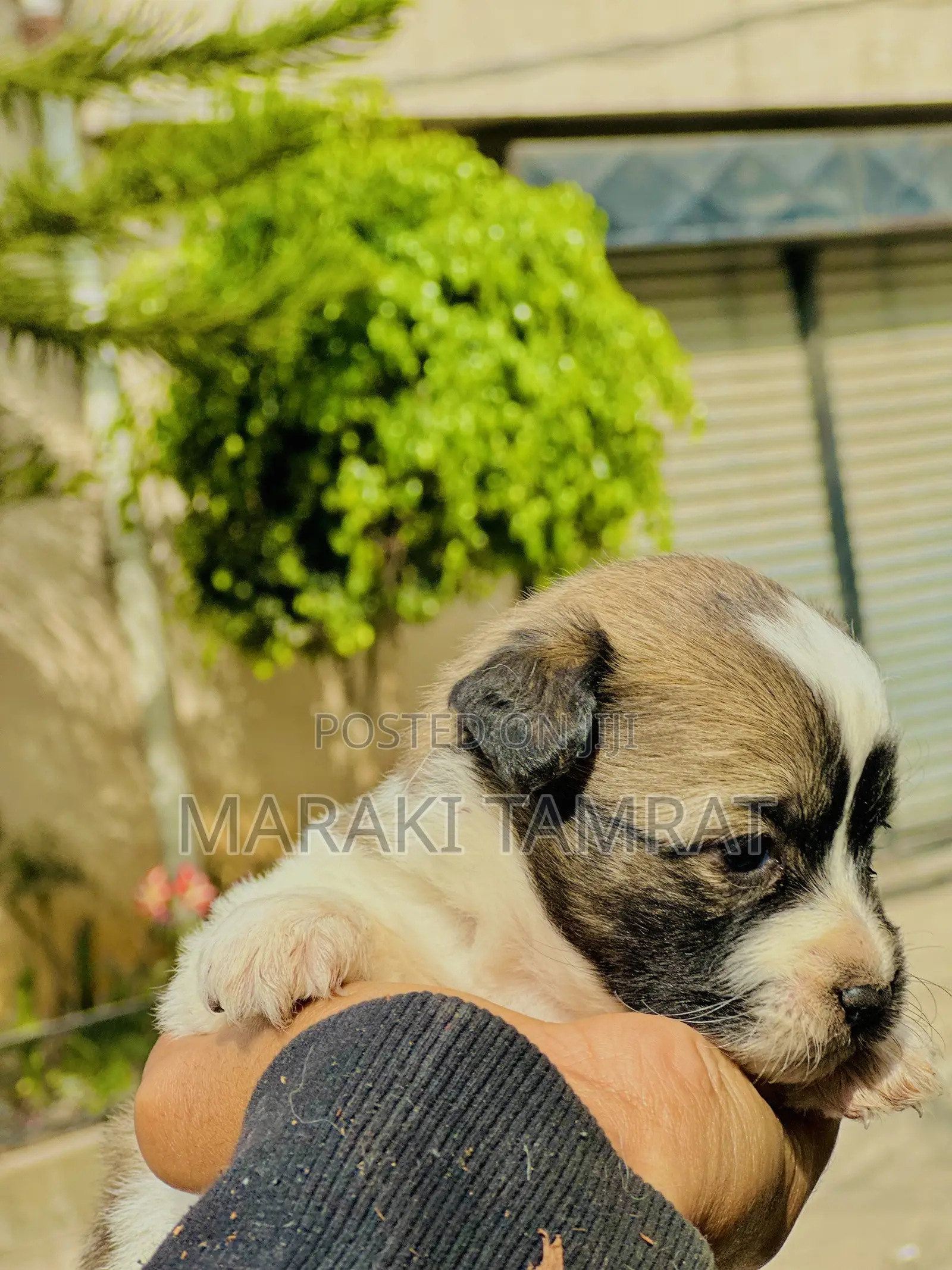 1-3 months Male Purebred Maltese