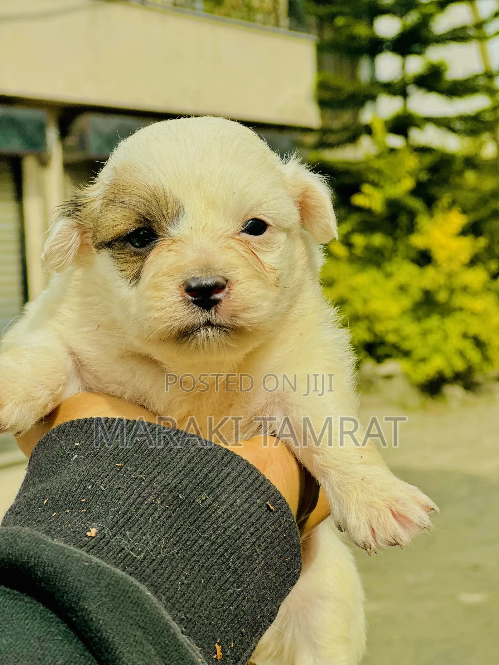1-3 months Female Purebred Maltese