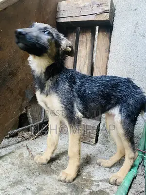 1-3 months Female Purebred German Shepherd