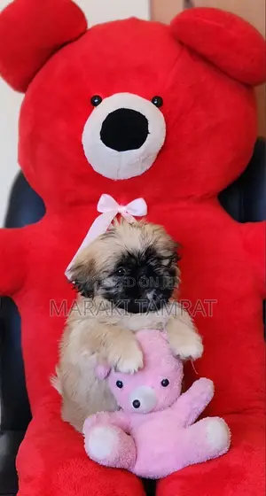 Photo - 1-3 months Female Purebred Maltese