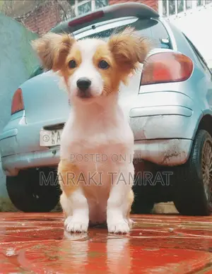 Photo - 1-3 months Female Purebred Maltese