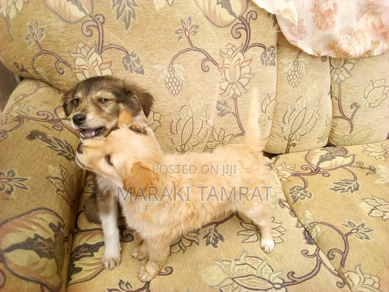 1-3 months Female Purebred Maltese