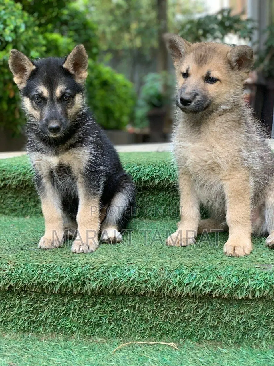 1-3 months Male Purebred German Shepherd