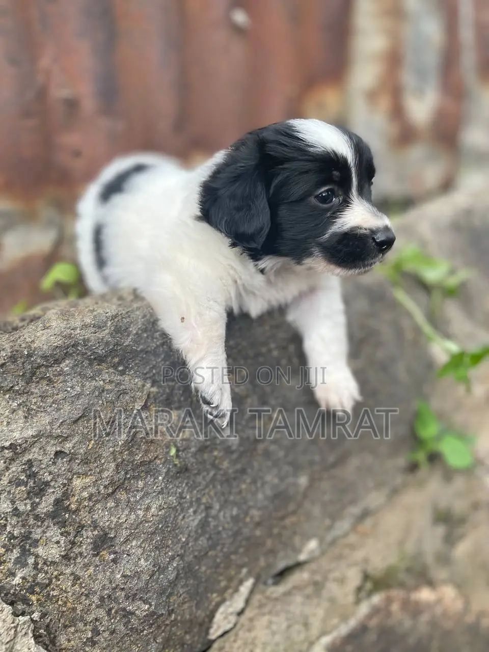 1-3 months Female Purebred Maltese