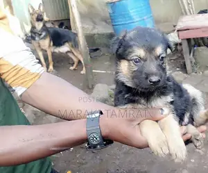 Photo - 1-3 months Male Purebred Maltese