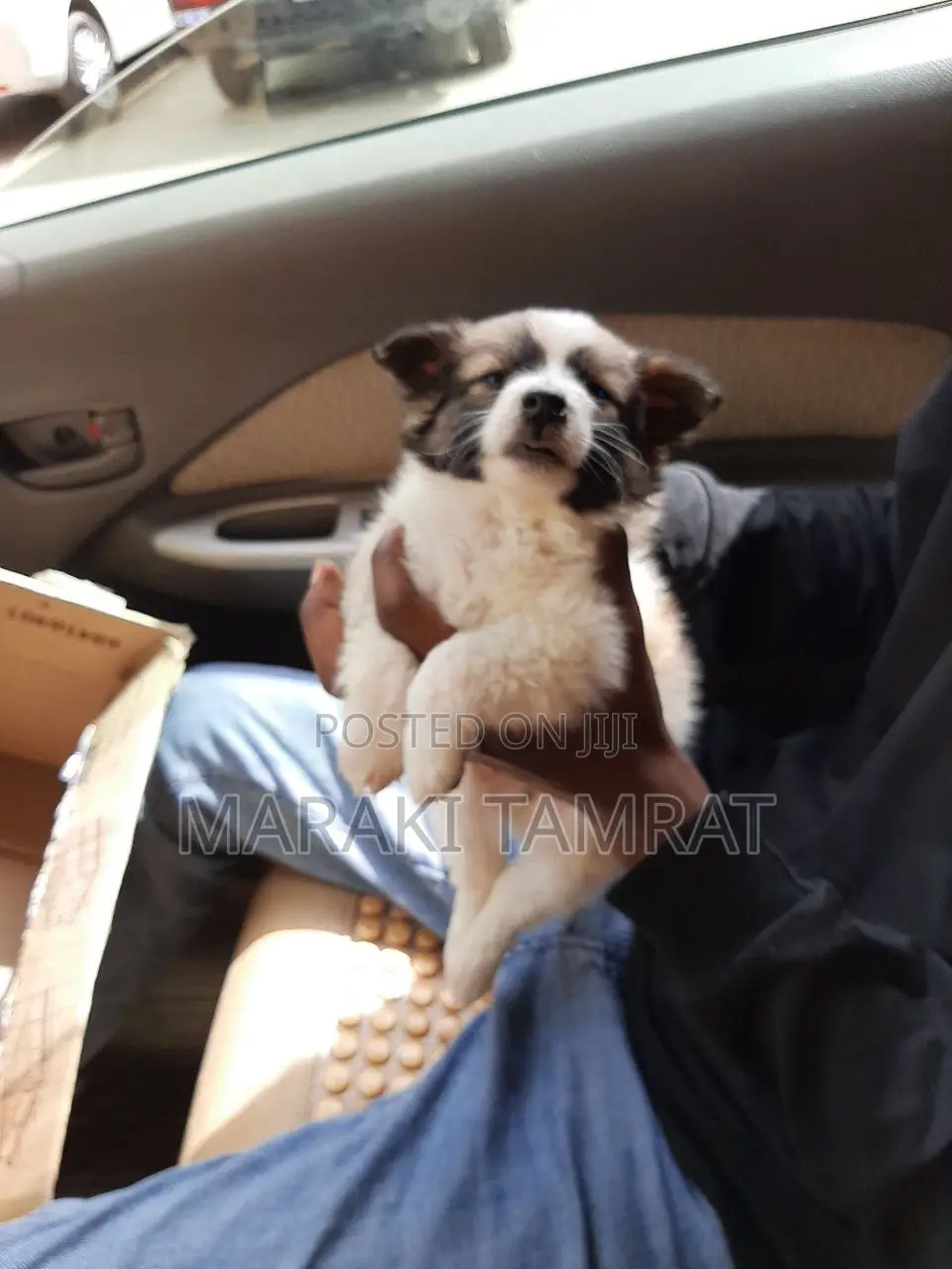 1-3 months Female Purebred Maltese