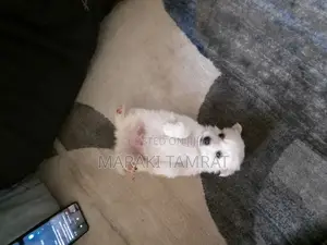 Photo - 1-3 months Female Purebred Maltese