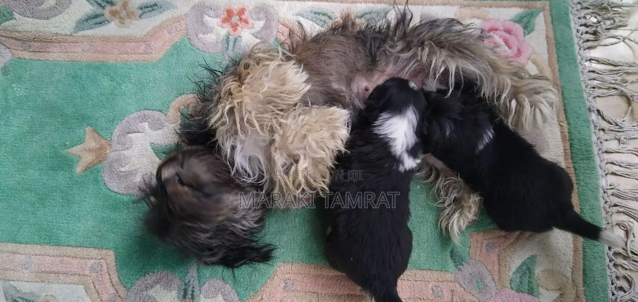 1-3 months Male Purebred Maltese