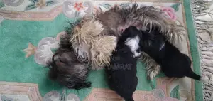 Photo - 1-3 months Male Purebred Maltese