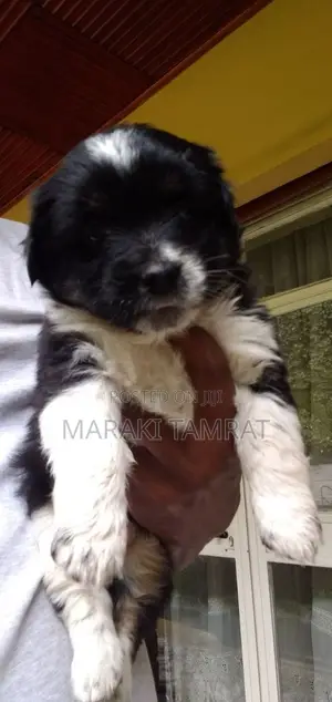 Photo - 1-3 months Male Purebred Maltese