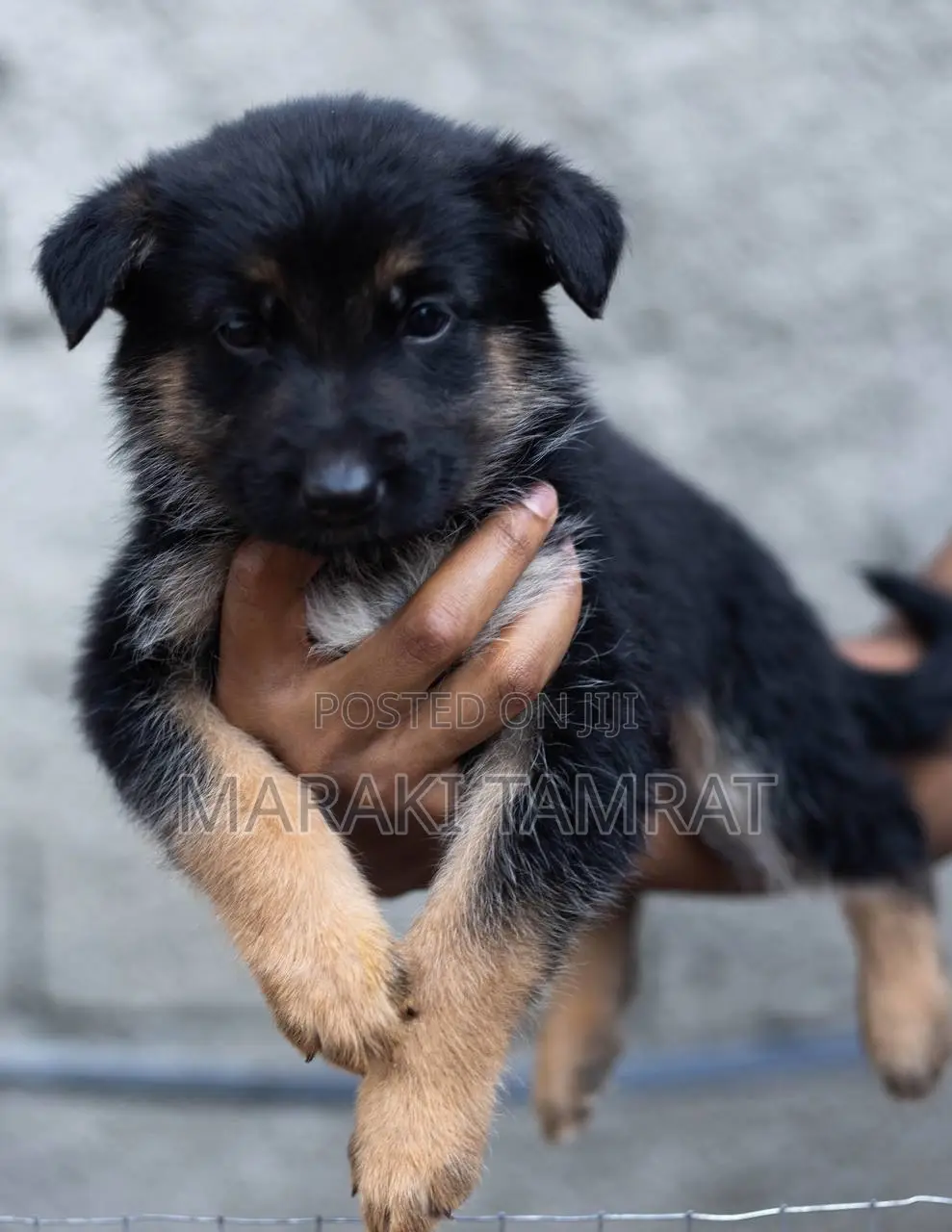 1-3 months Male Purebred German Shepherd