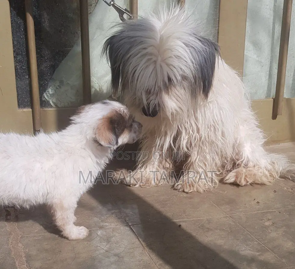 1-3 months Male Purebred Maltese