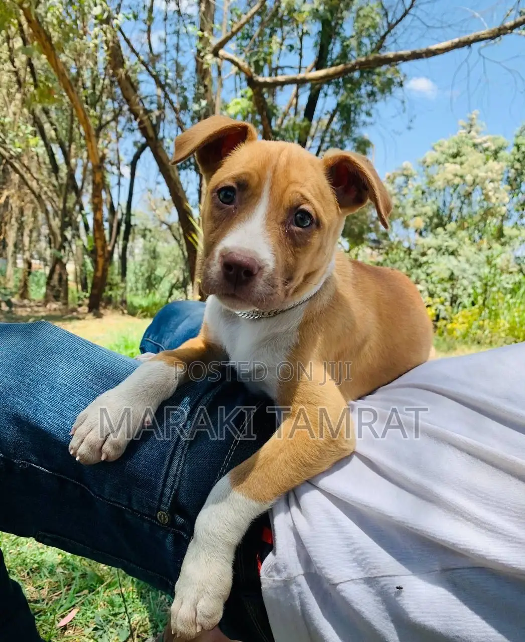 1-3 months Male Purebred American Pit Bull Terrier