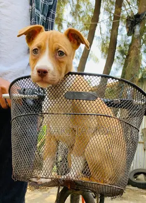 Photo - 1-3 months Male Purebred American Pit Bull Terrier