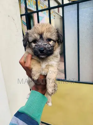 Photo - 1-3 months Male Purebred Maltese