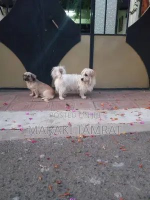 Photo - 1-3 months Female Purebred Maltese