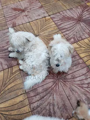 Photo - 1-3 months Male Purebred Maltese