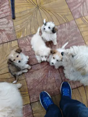 Photo - 1-3 months Female Purebred Maltese