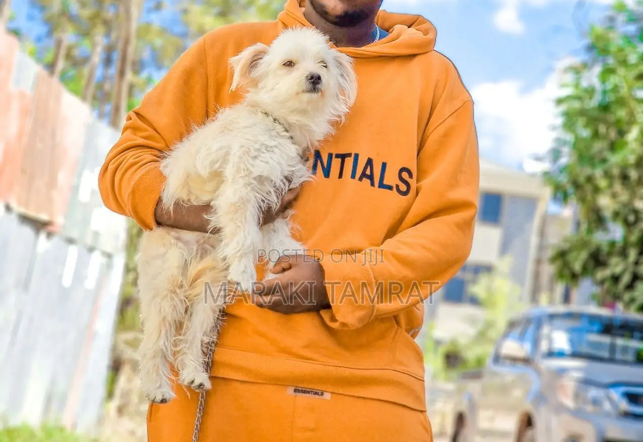 1-3 months Female Purebred Maltese