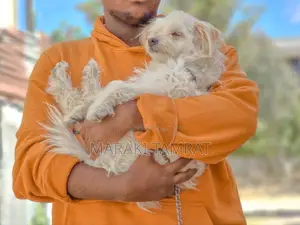 Photo - 3-6 months Female Purebred Maltese